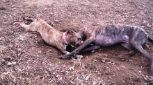 #654-12, Staffordshire Terrier ADOPTED!! image 4