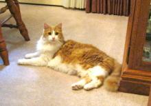 2 Feline Friends Need a New Home - Adopted Together!! image 2