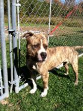#654-12, Staffordshire Terrier ADOPTED!! image 1