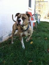 #654-12, Staffordshire Terrier ADOPTED!! image 2