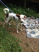 Small Mix Breed Looking for Owner image 2