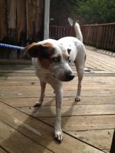 Small Mix Breed Looking for Owner image 1