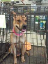 Medium Size Mix Breed Needs a new Home image 1