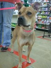Medium Size Mix Breed Needs a new Home image 2