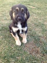 MD-002-13 - Shepherd Puppy - Adopted!!