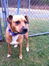 MD-014-13 - Pretty Boxer Mix - ADOPTED image 1