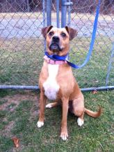 MD-014-13 - Pretty Boxer Mix - ADOPTED image 2