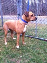 MD-014-13 - Pretty Boxer Mix - ADOPTED image 3