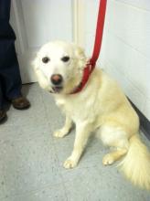 MD-023-13 - Friendly, Loyal Pup - Adopted image 1