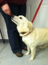 MD-023-13 - Friendly, Loyal Pup - Adopted image 2