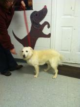 MD-023-13 - Friendly, Loyal Pup - Adopted image 3