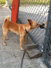 MD-489-12 - Friendly Fella - Going to rescue! image 3