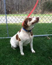 MD-153-13: Beagle Mix - Rescued! image 1