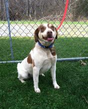 MD-153-13: Beagle Mix - Rescued! image 2