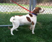 MD-153-13: Beagle Mix - Rescued! image 3