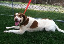 MD-153-13: Beagle Mix - Rescued! image 4