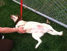 MD-153-13: Beagle Mix - Rescued! image 5