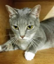 Silver Beauty - Rescued image 1