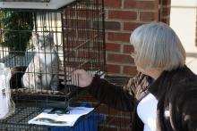Silver Beauty - Rescued image 3