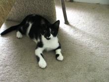 This lovely kitten was transferred to a no-kill sanctuary in Northern, VA image 1