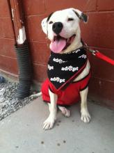 Pete, the precious Bulldog Mix - Adopted by loving family image 1