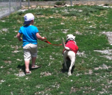 Pete, the precious Bulldog Mix - Adopted by loving family image 3