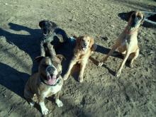 #654-12, Staffordshire Terrier ADOPTED!! image 5
