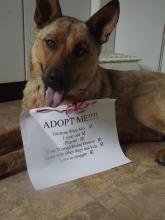 MD-173-13: Small German Shepherd Mix - ADOPTED!! image 6