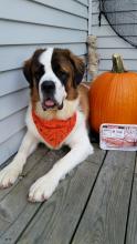 Saint Bernard - Needs A Home image 1