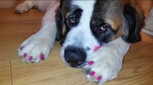 Saint Bernard - Needs A Home image 2