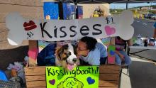 Saint Bernard - Needs A Home image 4