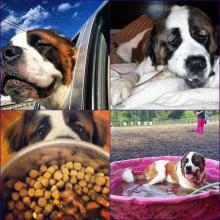 Saint Bernard - Needs A Home image 5