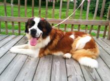 Casey, the Saint Bernard image 2