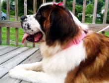 Casey, the Saint Bernard image 4