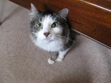 2 Feline Friends Need a New Home - Adopted Together!! image 4