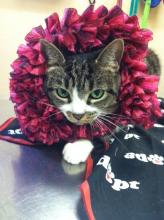 Miss Kitty White now Adopted! image 1