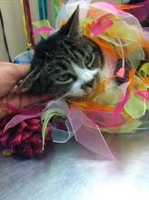 Miss Kitty White now Adopted! image 3