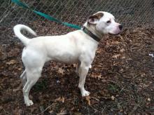 Pete, the precious Bulldog Mix - Adopted by loving family image 2