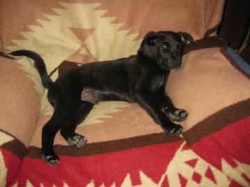 Black Lab image 3