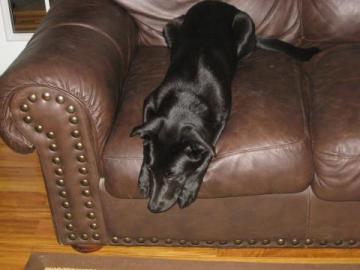Black Lab image 1