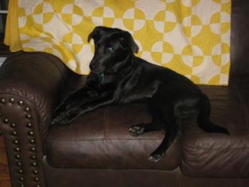 Black Lab image 2