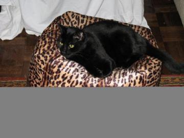 Black Cat gets out and moves up to the big time