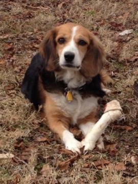 Neglected Dog Found Peace and Happiness