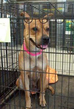 Adoption Event at Tractor Supply a Success! image 3