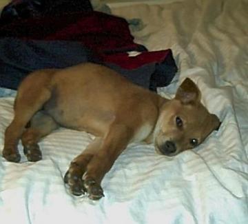 Puppy that beat the odds image 1