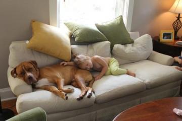 Foster-Dog Finds a Home image 1