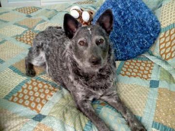 Molly image 1