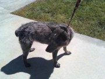 Molly image 2