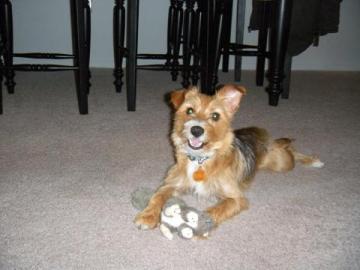 Terrier Adopted image 1