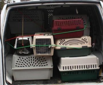 18 Animals Safely Transported to Rescue Sanctuary image 3
